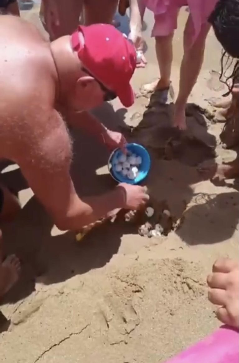 Che emozione in Sicilia: 60 uova di tartarughe ritrovate in spiaggia 