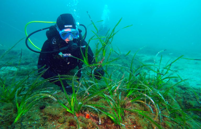 La Posidonia oceanica rinasce al Parco Sommerso di Gaiola