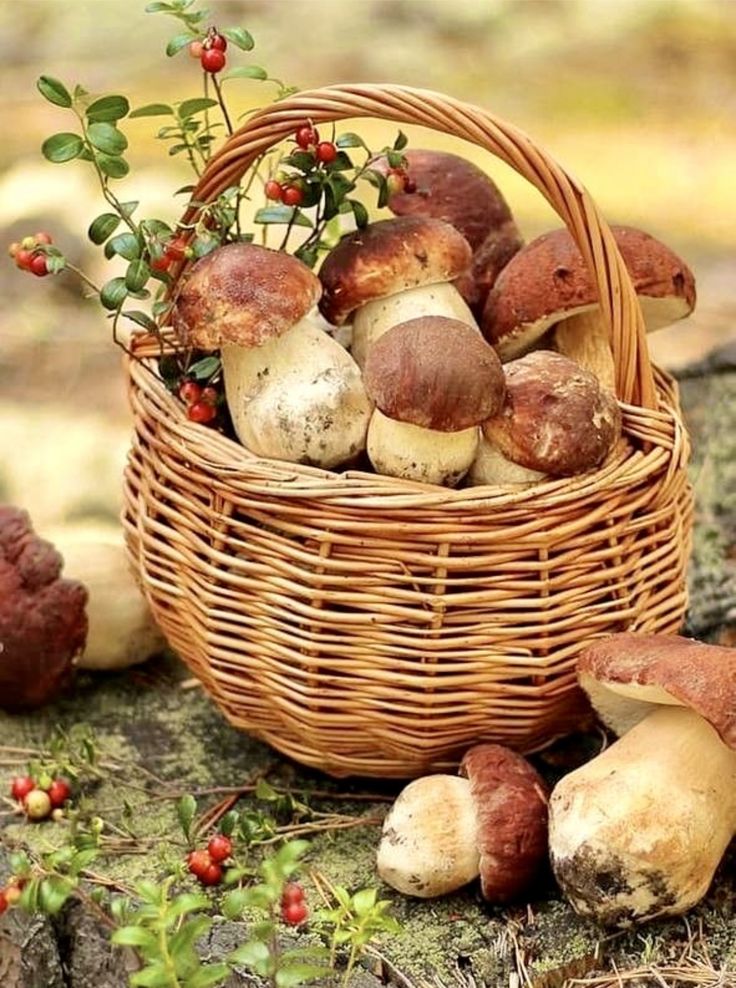 Funghi e tartufi, storia di un territorio che fiorisce in autunno