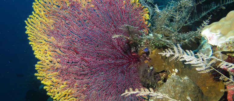 Acquario di Napoli: il 26 gennaio le celebrazioni per i 150 anni di attività