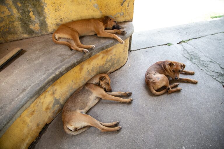 Rafforzare le disposizioni per la tutela degli animali randagi: Un dovere morale e civico